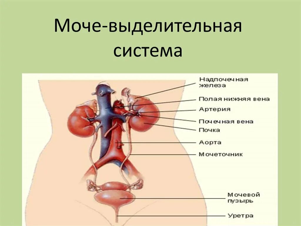 Основной выделительный орган человека. Мочевыделительной системы человека. Выделительная система человека. Строение выделительной системы человека. Строение мочевыделительной системы.