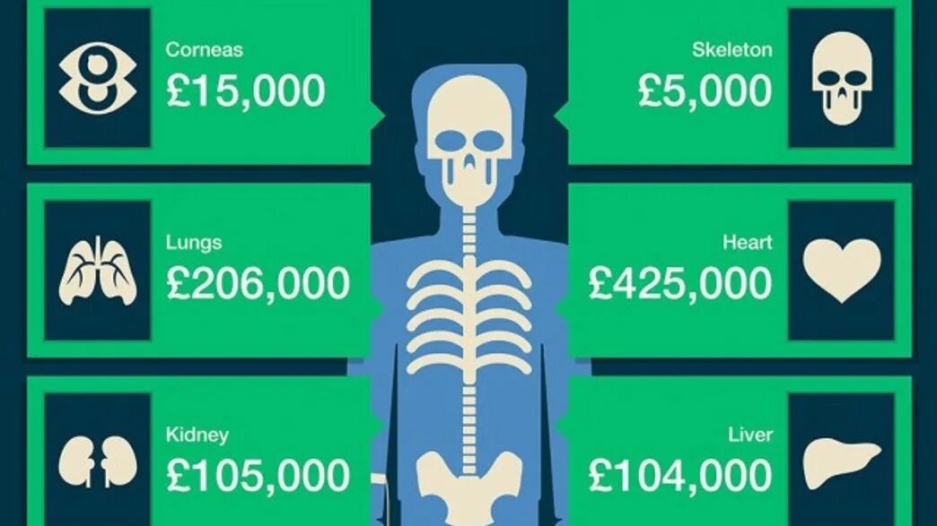 Самый дорогой орган человека. Сколько стоят органы человека. Расценки человеческих органов на черном рынке. Стоимость человеческих органов. Черный рынок человеческих органов.