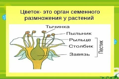 Опора растения какая ткань