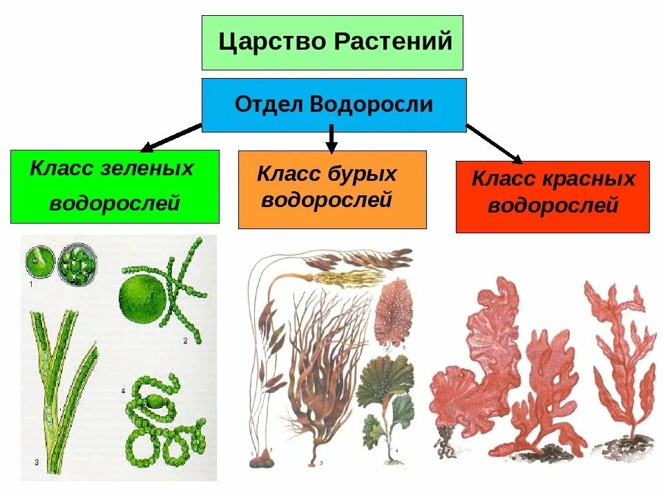 4 отдела водорослей