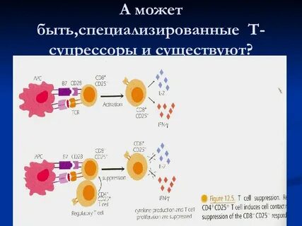 Т супрессоры