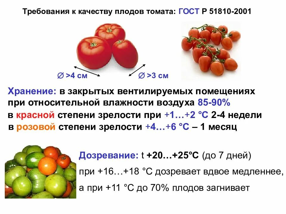 Томаты оптимальная температура