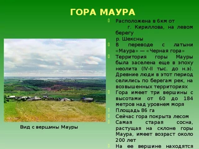 Гора Маура в Вологодской области. Гора Маура Кирилловский. Высота горы Маура. Гора Маура сообщение.