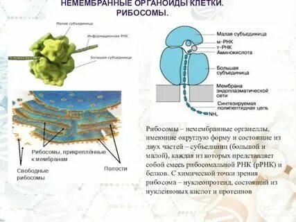Какие органоиды участвуют в дыхании