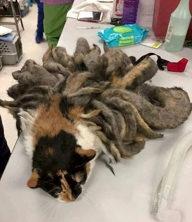 Перестанет ли кот