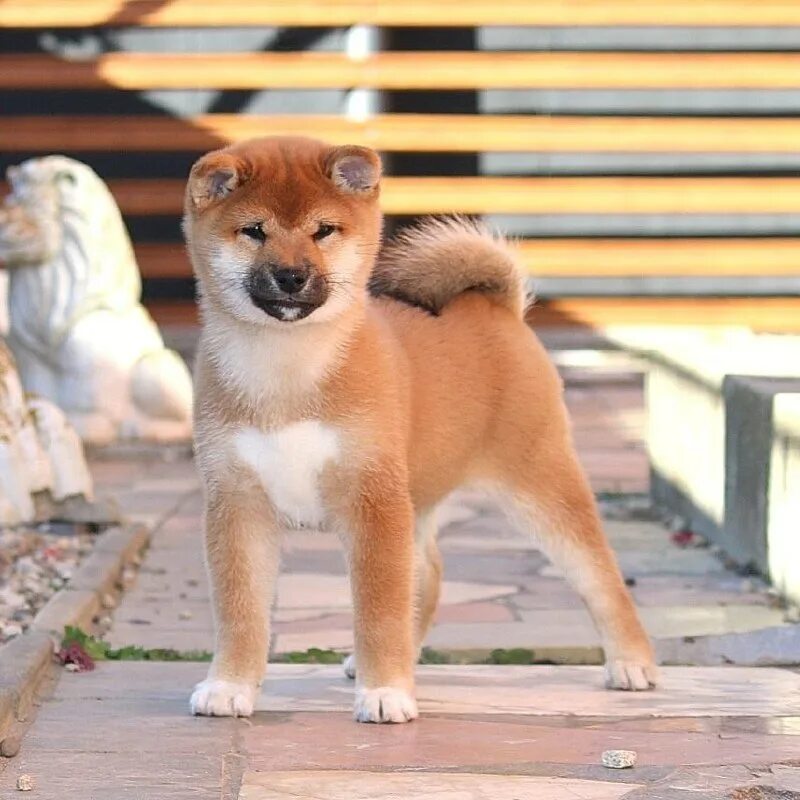 Ля стар. Стар против сил зла фан арт. Принцесса баттерфляй и марко. Ля стар. Ля стар.