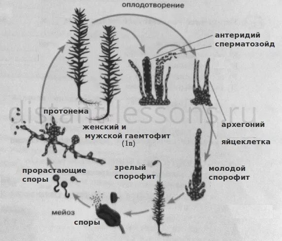 Спорофит листостебельных мхов. Протонема мха цикл. Протонема сфагнума. Цикл развития мохообразные сфагнум. Протонема мхов гаметофит спорофит.