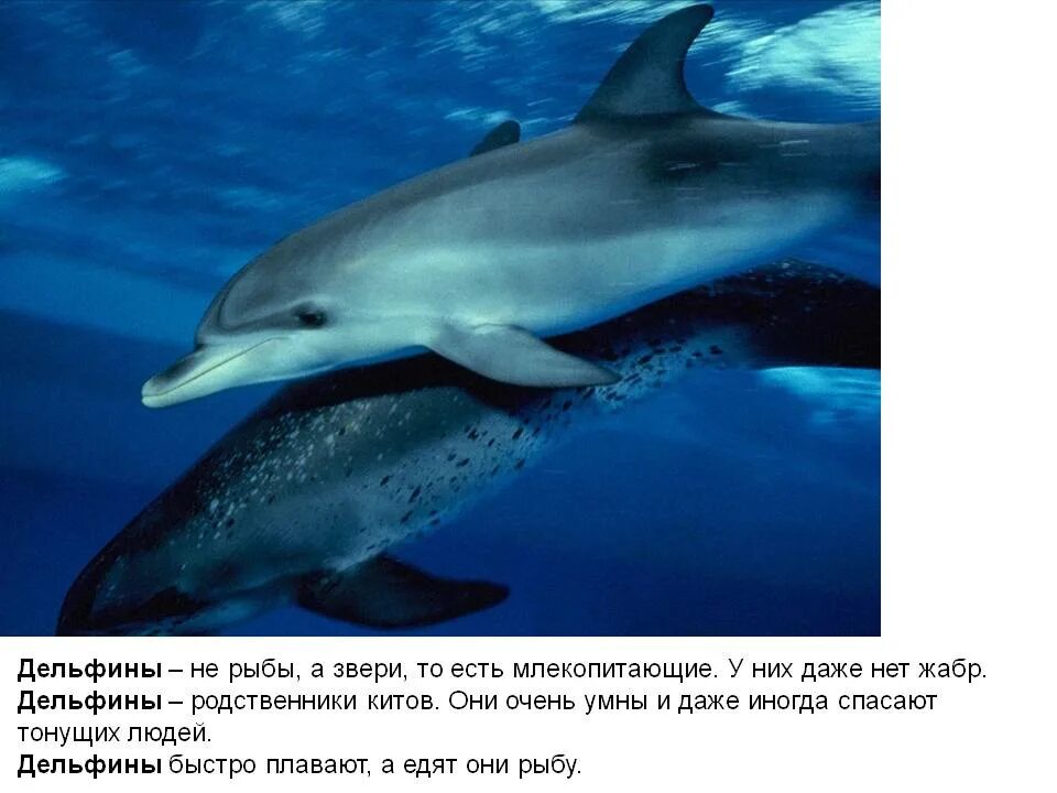 Дельфин какое животное млекопитающее. Дельфин это рыба или животное. дельфин это рыба или млекопитающее. дельфины это животные или рыбы. дельфины это рыбы или млекопитающие.