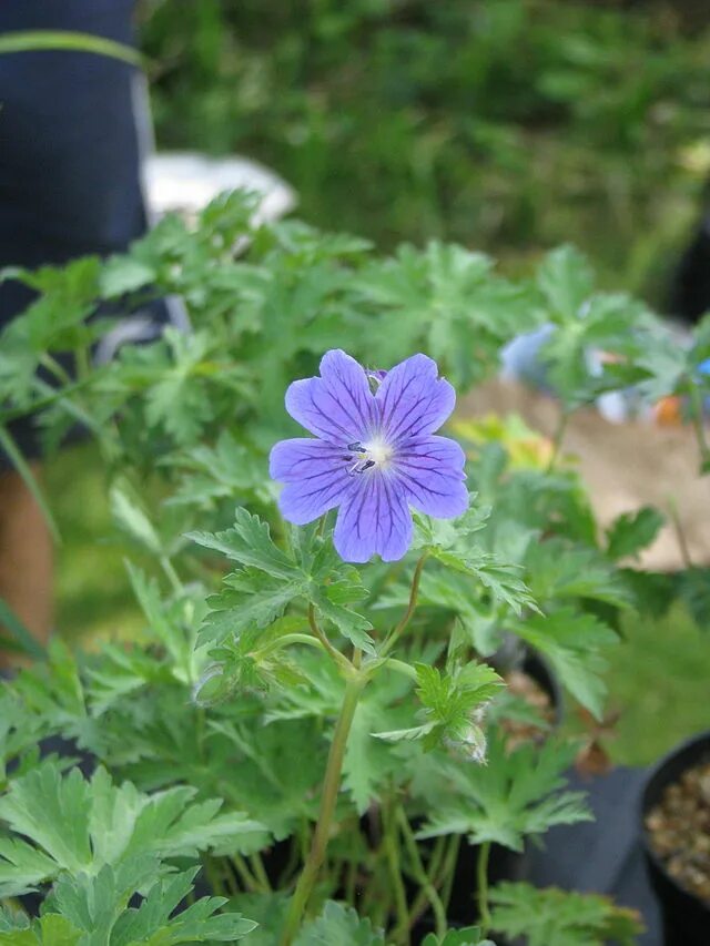 Герань род. Герань волосистоцветковая. Geranium pyrenaicum. Герань мелкотычинковая. Герань голостебельная.