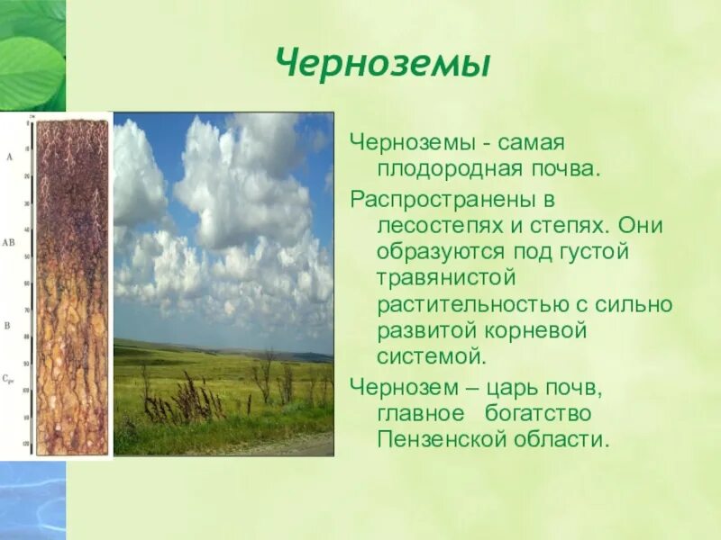 Почвы Ставропольского края чернозем проект. Почвы Пензенской области 8 класс. Почвы Пензенской области 4 класс. Черноземы почвы природная зона. Природные ресурсы лесостепи и степи