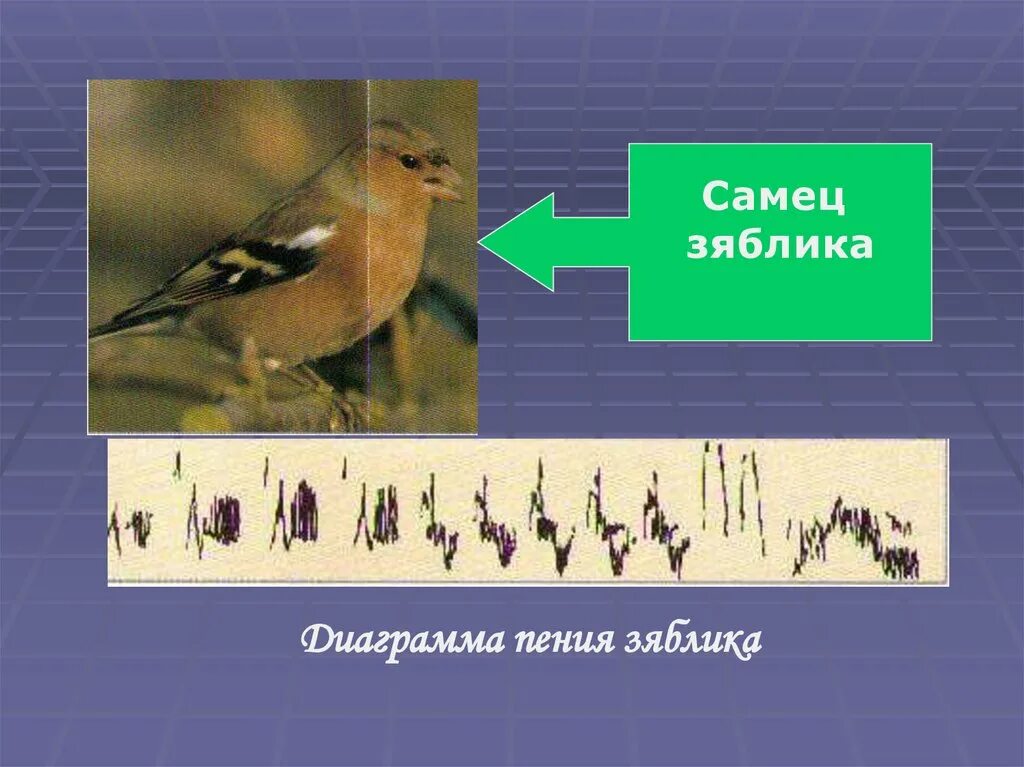 Максимальная частота пения зяблика отмечается. Речь животных. Какой Тип развития характерен для Зябликов. Какой Тип развития характерен для зяблика изображённого на рисунке.