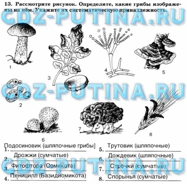 Грибы 7 класс биология. Задания по грибам 7 класс. Бактерии и грибы биология 7 класс. Шляпочные грибы тетрадь по биологии.