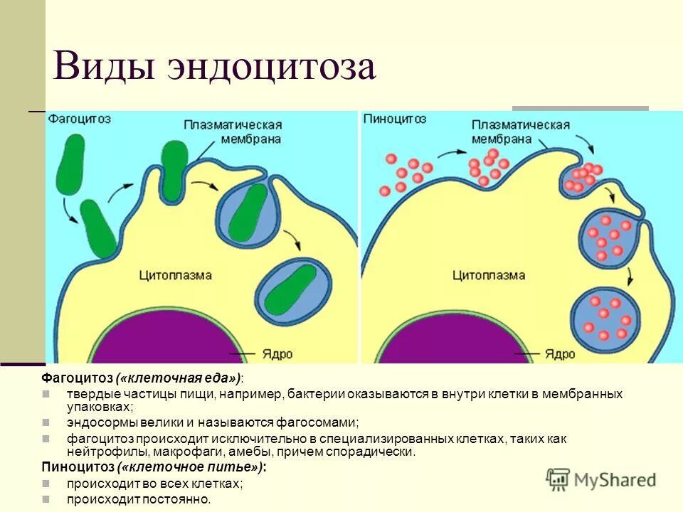 Эндоцитоз функции