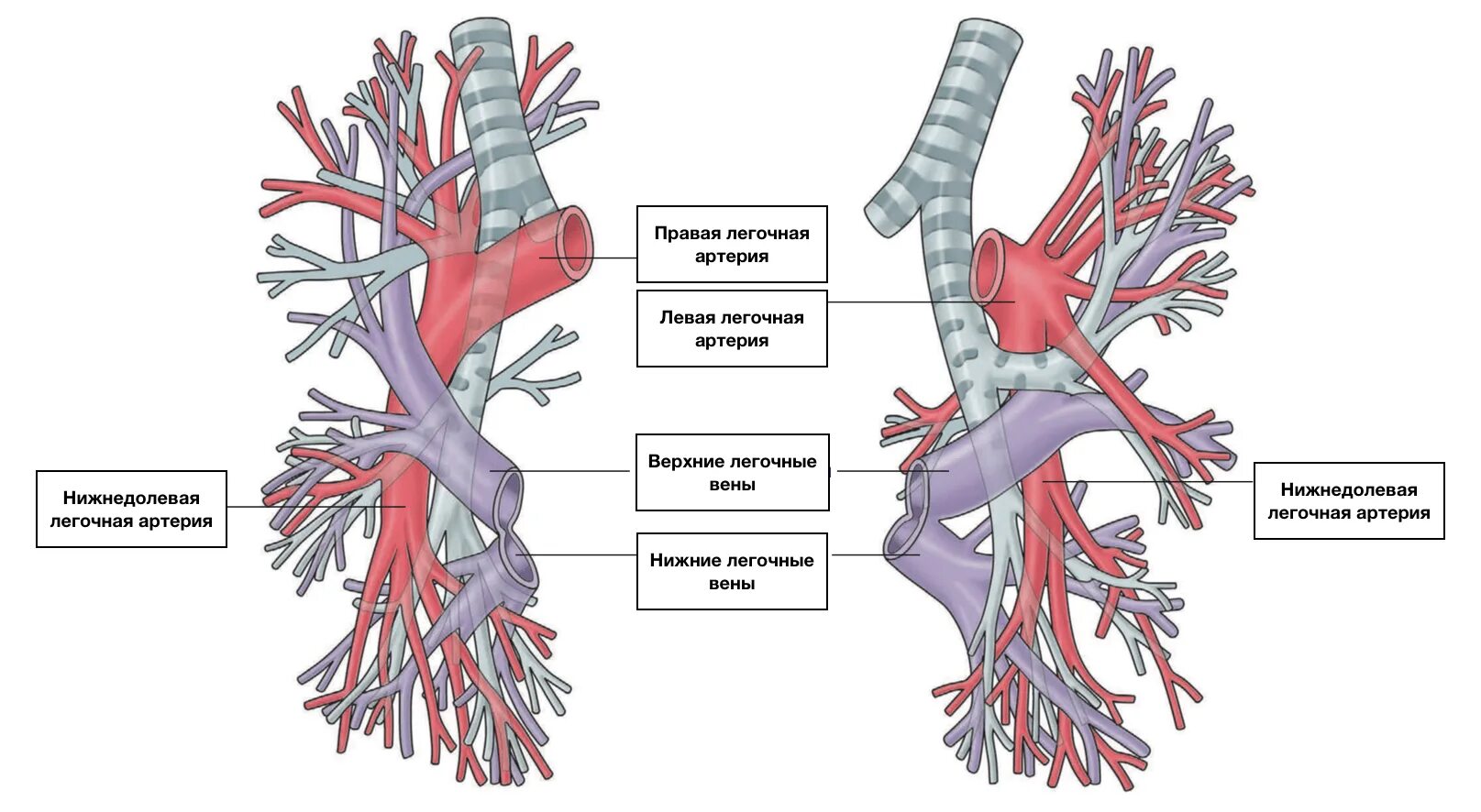 Легочная артерия легочная вена