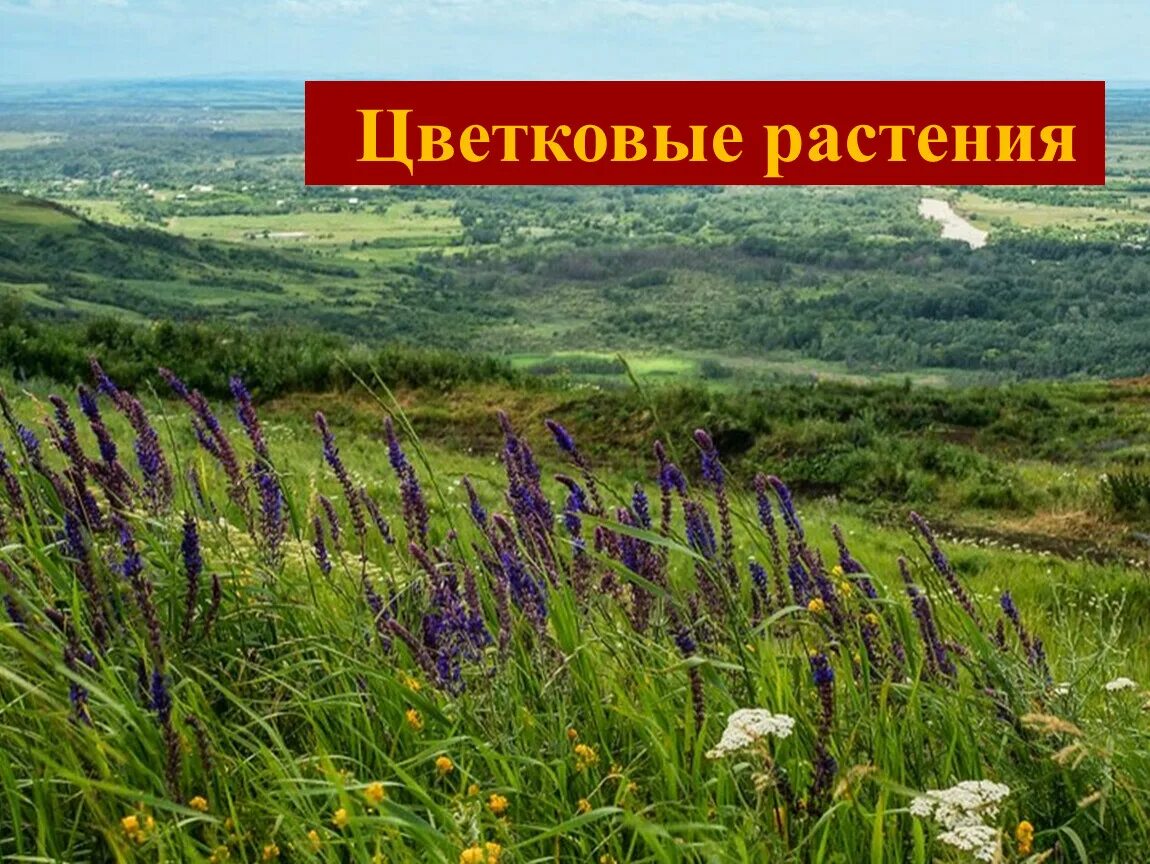 Презентация к уроку окружающего мира "Луговые растения Ставропольского края"