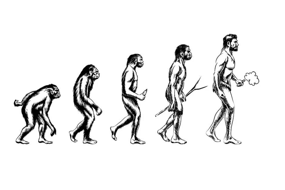 Как человек стал человеком кратко. Эволюция человека австралопитек. Эволюция обезьяны в человека. От обезьяны к человеку. Эволюция от обезьяны до человека.