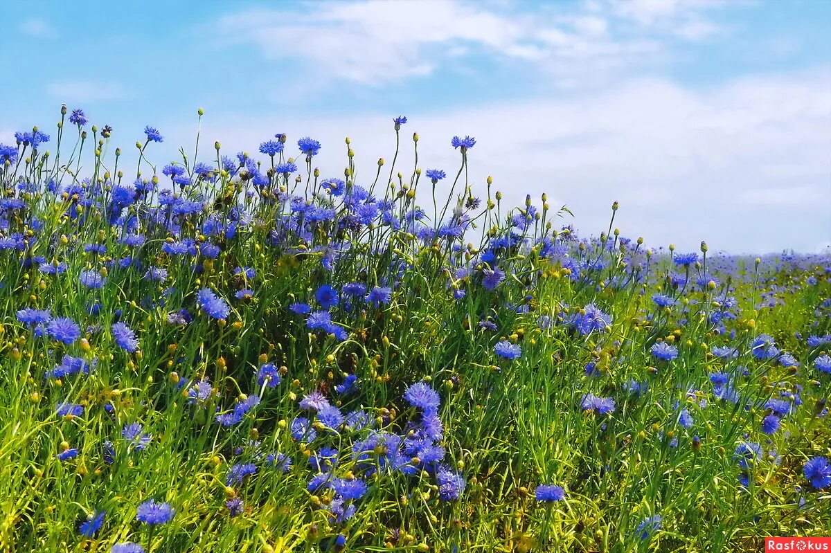 Василёк донской. Васильки 18. Васильки 18. Василек волошка. Василек горный синий.