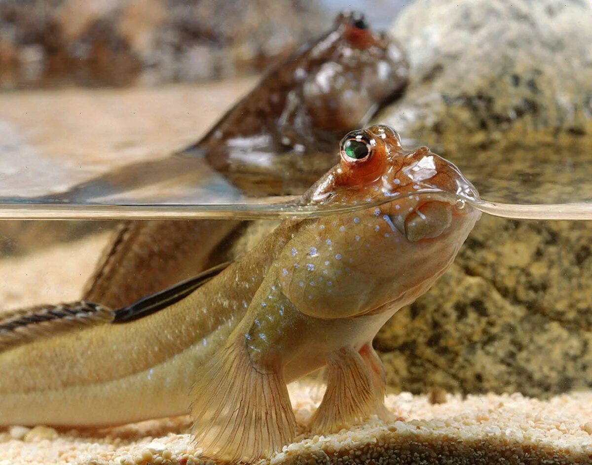 или ты прыгун. рыбка илистый прыгун. тунец йеллоу фиш. гуппи аквариумные рыбки. илистый прыгун рыба.