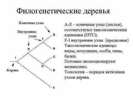 Конечные узлы