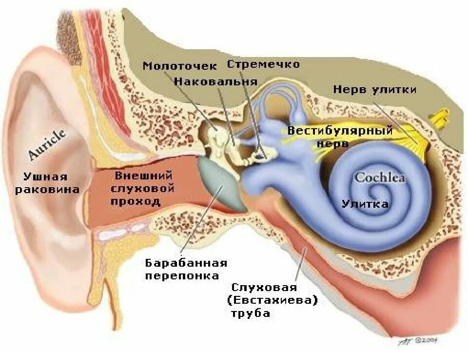 Строение слухового аппарата человека. Строение уха среднее ухо. Анатомия и физиология слуха. Слуховая сенсорная система. Строение строение слухового анализатора.