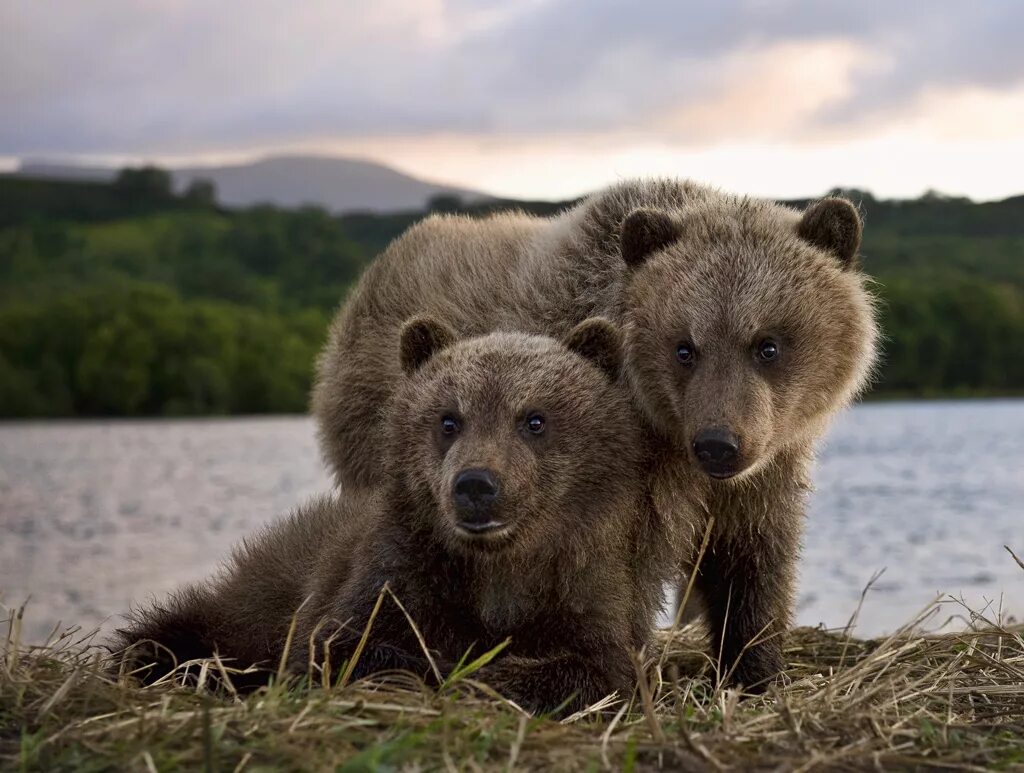 Медведь съедобный. Бурый медведь Байкальский заповедник. Камчатский бурый медведь. Байкальский заповедник медведь. Сибирский бурый медведь Камчатский бурый медведь.