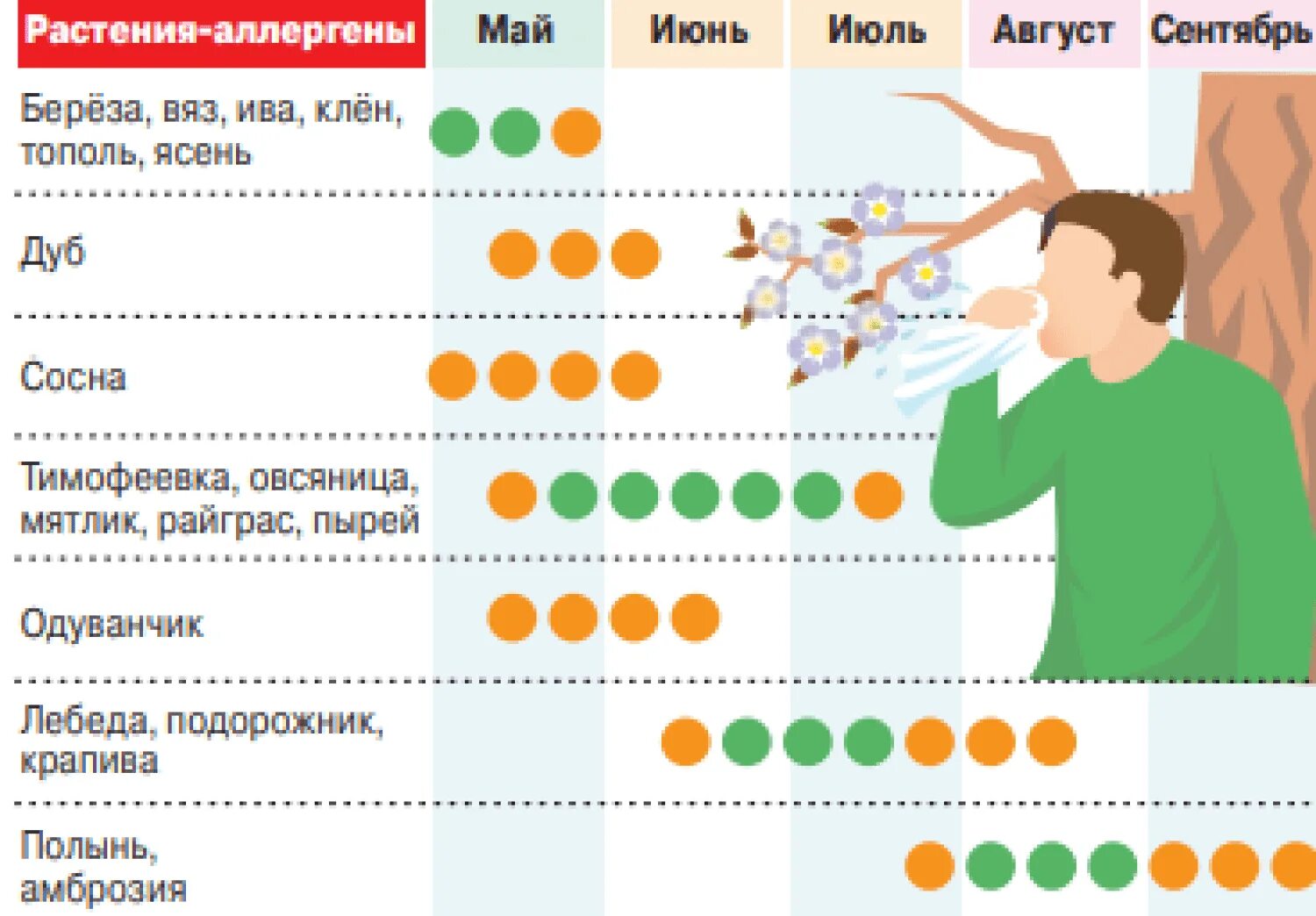 График цветения березы