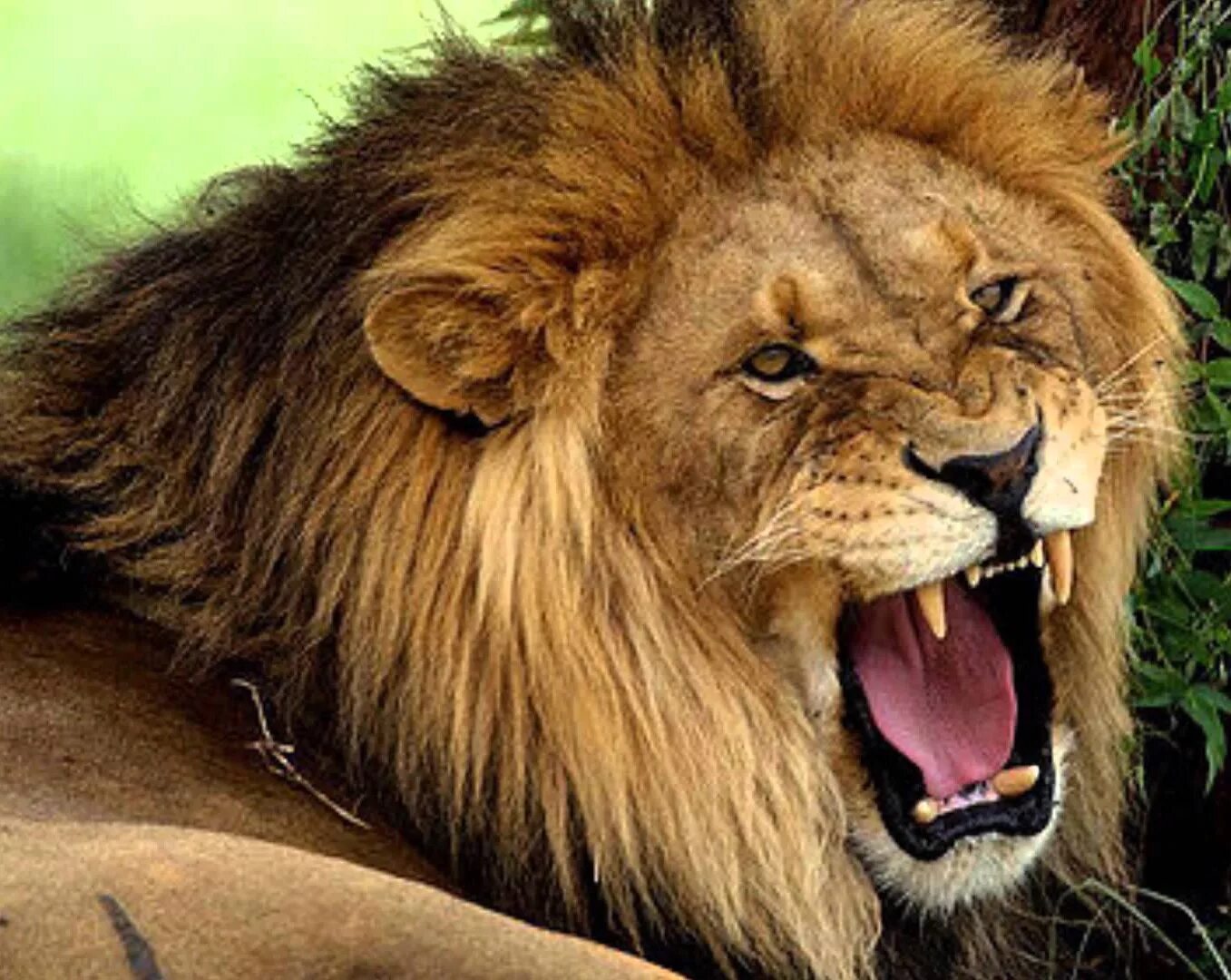 Злой лев. Злой лев. Лев рычит. Злой лев. Лев oskal.