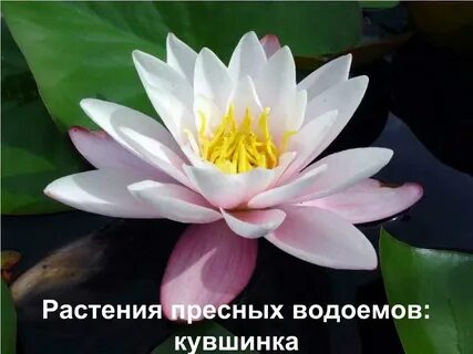 Пресный цвет