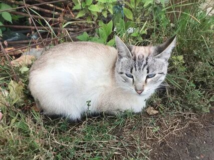 Кошки видное