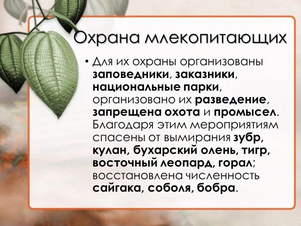 Значение млекопитающих для человека и в природе. Меры по охране млекопитающих. Исчезающие млекопитающие и меры по их охране. Меры по охране исчезающих млекопитающих. Способы охраны млекопитающих.