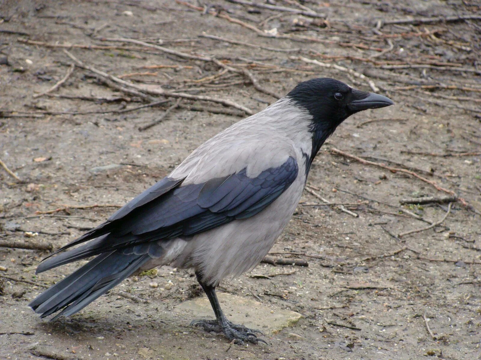 Поведения серых ворон. Corvus cornix птица. Серая ворона птица. Серая ворона вороны. Сизый Грач.