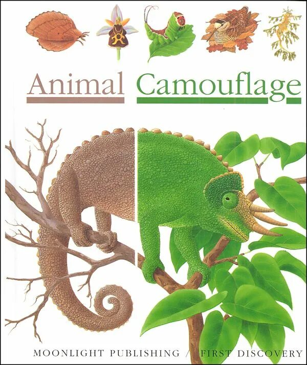 First discovery. Discovery животные. Animal Camouflage. Camouflage animals for Kids. Camouflage book.