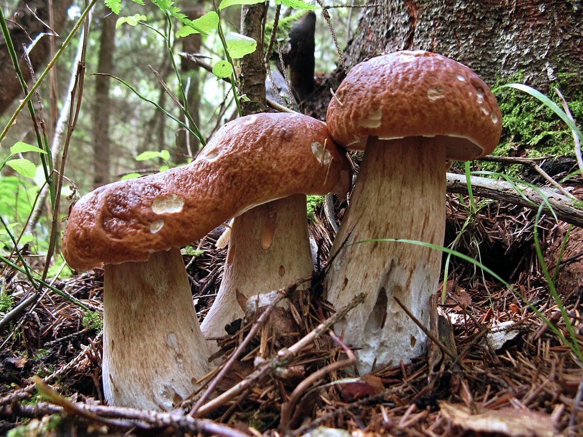 Boletus edulis – белый гриб. Болетус Эдулис. Белый гриб берёзовый Boletus betulicola. Уссурийская Тайга грибы. Боровик бывает