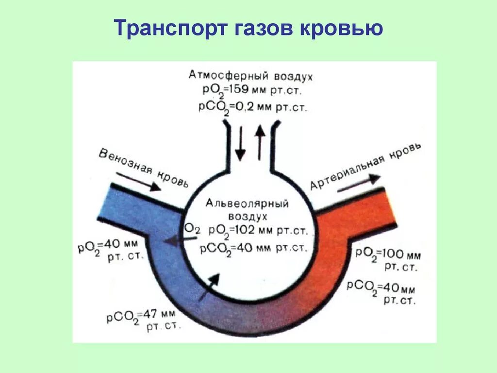 Обмен газов между легкими. Транспорт кислорода и углекислого газа кровью схема. Обмен газов в легких физиология. Схема перемещения газов между кровью и альвеолярным воздухом. Механизм обмена газов в легких и тканях.