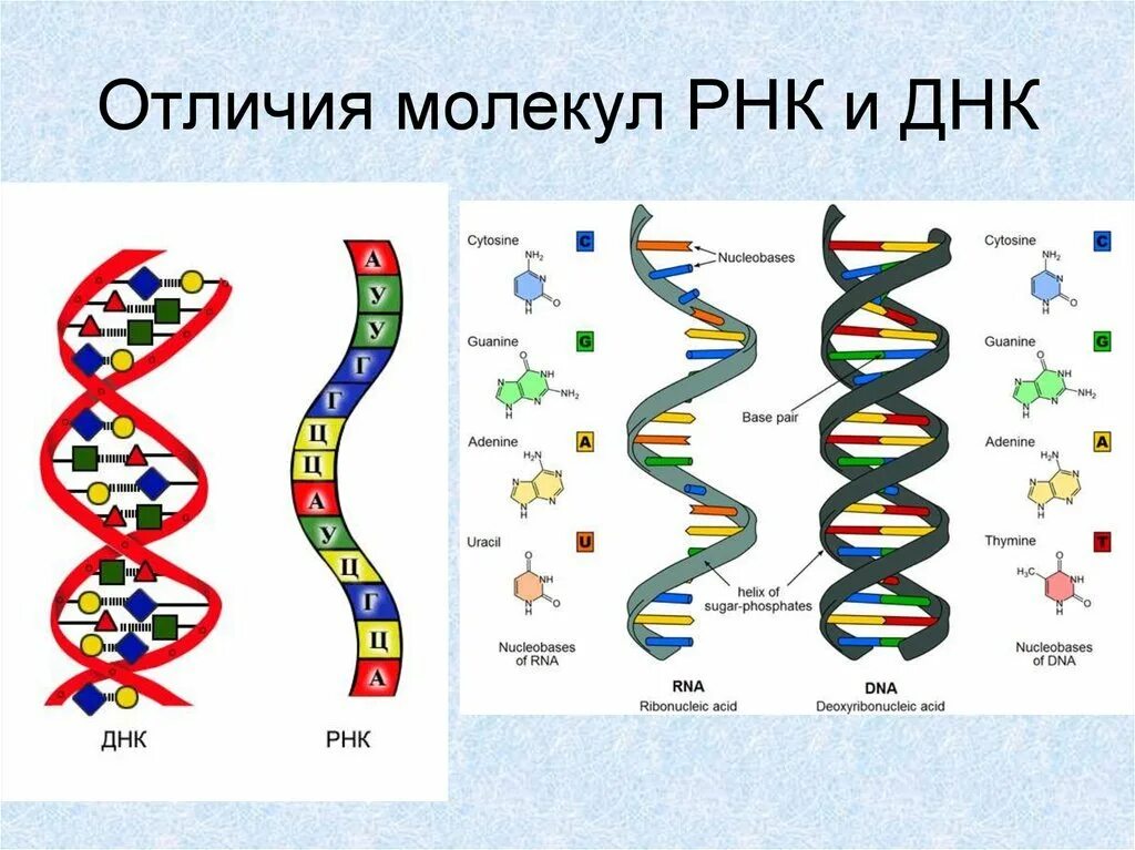 Строение нуклеиновых кислот ДНК. Структура молекулы ДНК И РНК. Схема строения ДНК И РНК. Схема репликации молекулы ДНК.