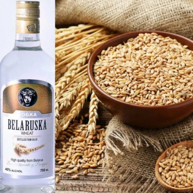 Рецепт домашнего самогона из пшеницы. Брага из пшеницы для самогона. Пшеничная брага для самогона. Ячменная брага. Брага из пророщенной пшеницы.