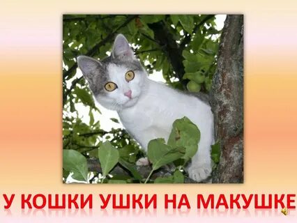 У наших ушки на макушке чуть