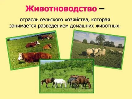 Тема животноводство 3 класс