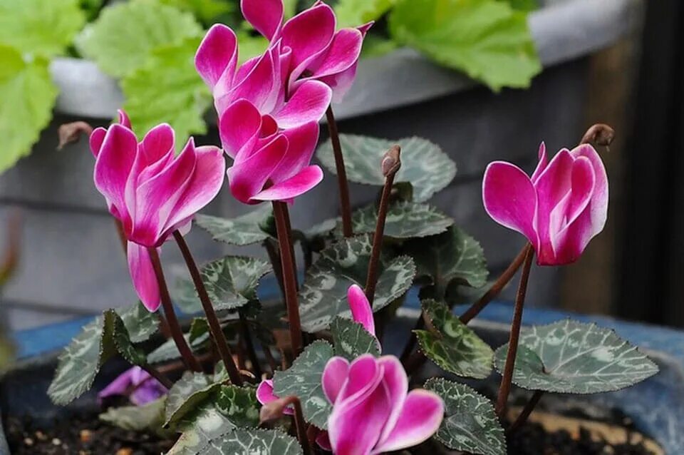 Цикламен хайн. Цикламен (амариллис). Цикламен пикассо. Цикламен альпийская фиалка. Растение цикламен.