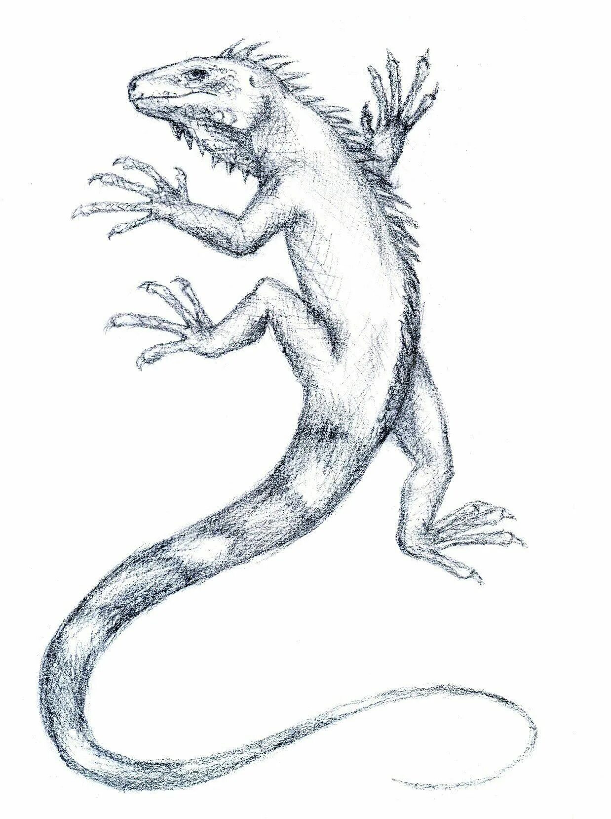 Василиск животное ящерица. Ящерица нарисовать. Ящерица рисунок. Зарисовки ящериц. Ящерица рисунок.