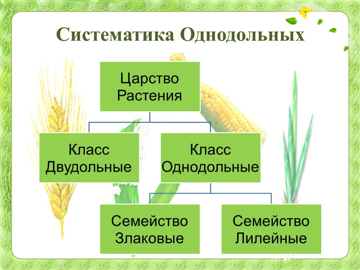 Биология 6 класс класс Однодольные семейство злаки. Семейство злаковые 6 класс биология растения. Семейство растений класс Однодольные 7 класс. Однодольные злаковые таблица по биологии 7 класс.