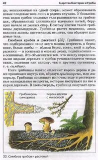 С какими деревьями белый гриб образует микоризу
