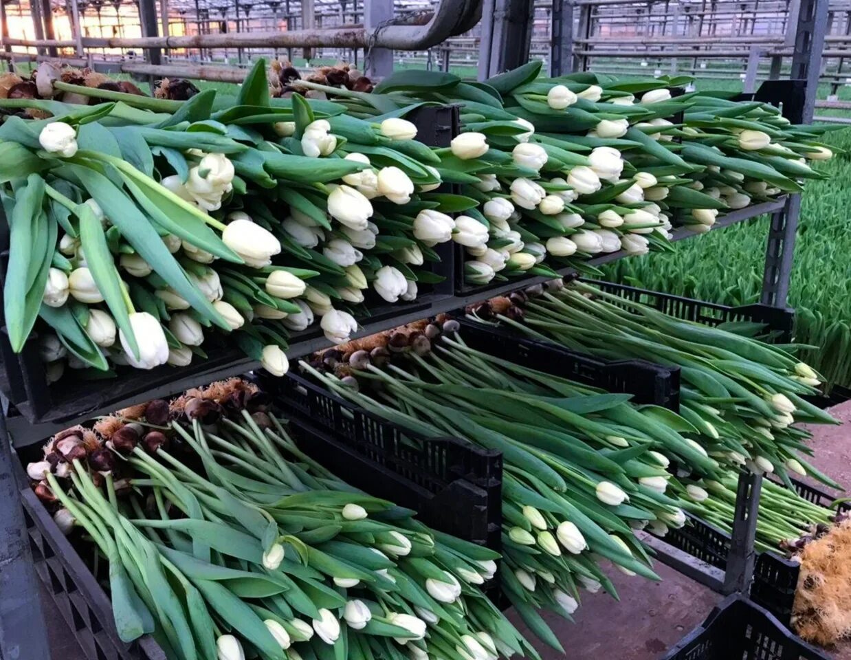 тюльпаны опт. тюльпаны оптом от производителя. тюльпаны оптом с доставкой. тюльпаны оптом с доставкой. база цветов тюльпанов.