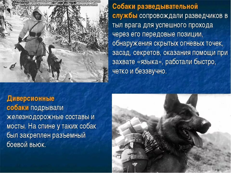 Рассказ собаки герои. Мухтар -санитар собака герой вов. Собаки герои. Рассказ собаки герои. Собаки герои.