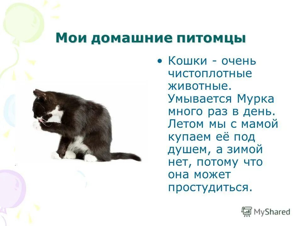 Рассказ о домашних питомцах. Написать про кошку. Рассказ про домашнюю кошку. Рассказ о домашних любимцах. Кошка умывается примета