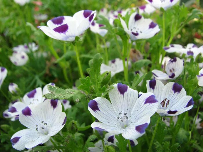Немофила (Nemophila) - описание, выращивание, фото на LePlants.ru