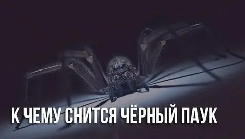 Пауки во сне к чему снится мужчине