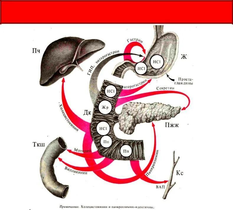 Соматостатин функции гормона. Секретин гормон строение. Эндокринная функция жкт физиология. Гормоны пищеварительной системы физиология. Гормоны желудочно-кишечного тракта: гастрин, секретин.