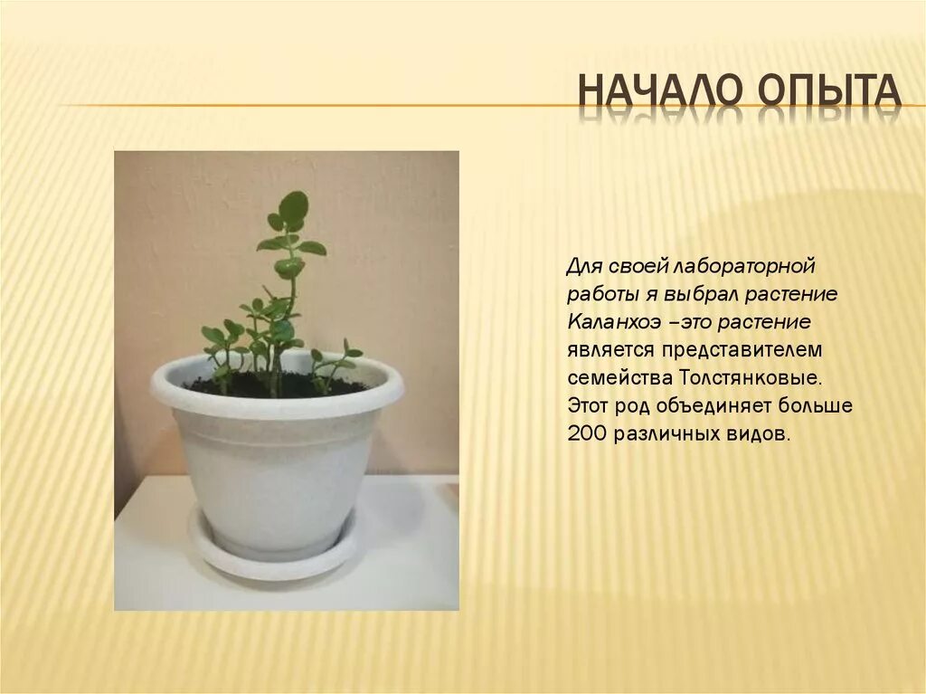 Вывод по вегетативному размножению комнатных растений. Лабораторная работа черенкование комнатных растений таблица. Черенкование комнатных растений лабораторная работа 6 класс. Лабораторная вегетативное размножение комнатных растений. Лабораторная работа по биологии черенкование комнатных растений 6.