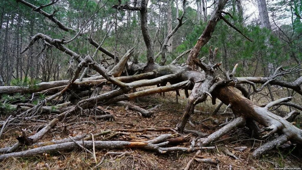 Поваленное дерево. Сбор и заготовка лесных ресурсов. Источник дров в лесу. Сбор хвороста в лесу. Делянка леса.
